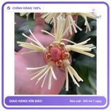 (Che Tên) (combo 3 mẫu khác nhau) Vòng Đeo Râu Rồng Silicon Chống Xuất Tinh Sớm kéo dài quan hệ cho nam Hộp Trắng Kín