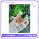 Phiên Bản Chính Hãng - Vòng Silicon Hỗ Trợ Râu Rồng Silicon Gân Gai Nhiều Loại