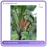 Chuối Cô Đơn, Chuối Mồ Côi Khô (1kg) chính hãng - thành phần thiên nhiên, trọng lượng 10g, hàng chuẩn nguồn gốc rõ ràng - giao hàng che tên kín đáo