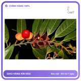 Quả Máu Chó (1kg) chính hãng - trọng lượng 1kg, hàng chuẩn nguồn gốc rõ ràng, dùng đều đặn mỗi ngày - giao hàng che tên kín đáo