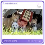 Thuốc Cường Dương Sói Bạc Mông Cổ Tăng Cường Sinh Lý Nam chính hãng - chất liệu an toàn cho da, dễ vệ sinh, êm ái khi dùng - giao hàng che tên kín đáo