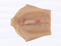 Quần Dương Vật Giả Size Nhỏ Đặc Ruột Siêu Mềm Có Múi Gwenshop Chính Hãng Bản Mới