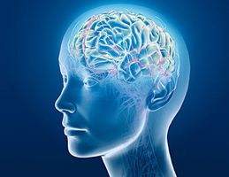 Bổ n&atilde;o, tăng cường tr&iacute; nhớ