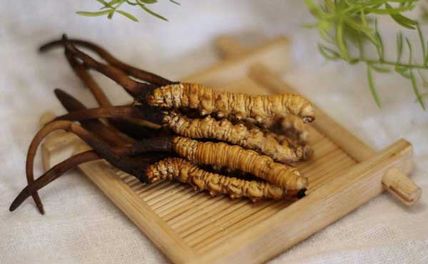 12 Công Dụng Của Đông Trùng Hạ Thảo - Lý Do Được Gọi Là 