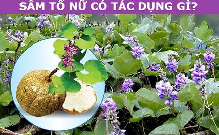 Sâm Tố Nữ Là Gì? Cách Sử Dụng Sâm Tố Nữ Đúng Nhất