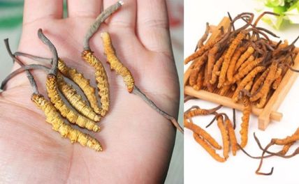 5 Cách Ăn Đông Trùng Hạ Thảo Khô Hiệu Quả Nhất 