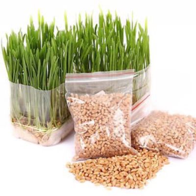 Hạt giống cỏ cho mèo