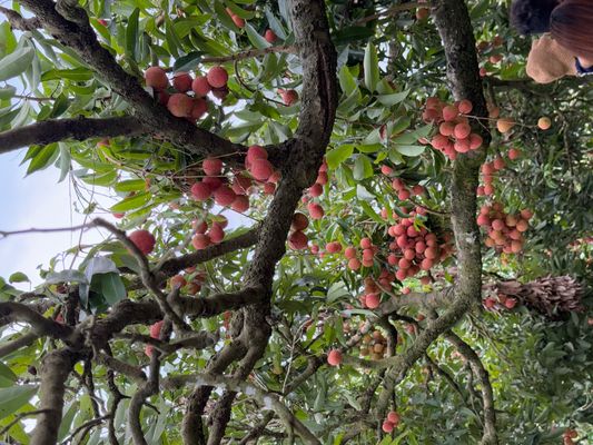 Vải thiều ướp lạnh Thanh Hà