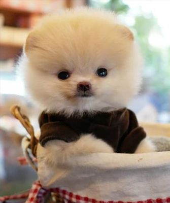 Nước tẩy trang giữ ẩm Simple