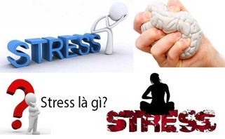 Stress là gì? Nguyên nhân, biểu hiện và cách ngăn ngừa stress hiệu quả?