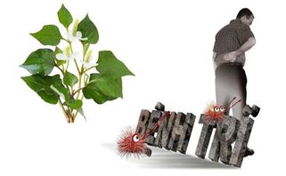 Tiết lộ 10 cách chữa bệnh trĩ bằng thảo dược tự nhiên
