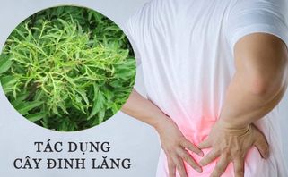 Cây Đinh Lăng Có Tác Dụng Gì? 9 Bài Thuốc Chữa Bệnh Từ Cây Đinh Lăng