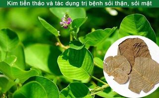 Kim Tiền Thảo Và Tác Dụng Trị Bệnh Sỏi Thận, Sỏi Mật Ít Người Biết 