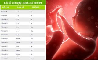 Bảng Cân Nặng Thai Nhi Theo Tuần Tuổi Chuẩn Nhất Mẹ Bầu Cần Theo Dõi