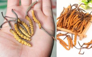 5 Cách Ăn Đông Trùng Hạ Thảo Khô Hiệu Quả Nhất 